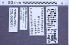 Etiketten zu Cardiophorus athoides (Schwarz, 1900) (NHMW-ZOO-COL-0008271)
